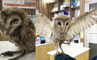 Chim cú lợn dính keo bẫy chuột, bị đá ra bãi rác: Hành trình hồi sinh kỳ diệu