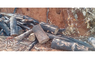 Lỗ hổng trong bảo vệ rừng