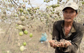 Thủ phủ nho, táo rũ bùn gượng dậy