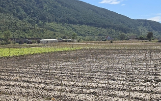 Tan hoang 'thủ phủ' hoa lay ơn