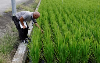 Nhật Bản muốn ngăn thiếu gạo bằng kế hoạch tăng xuất khẩu gấp 8 lần