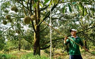 Giá sầu riêng tăng mạnh, xuất khẩu vẫn phập phồng