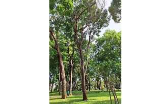 Cây chết khô ở công viên Gia Định