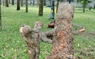 Cây chết khô đã được đốn bỏ