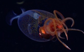 Lần đầu tiên ghi hình mực siêu khổng lồ dưới đáy sâu Nam Cực