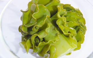 Hoạt chất fucoidan từ tảo nâu Mekabu Nhật Bản hỗ trợ sức khỏe người bệnh