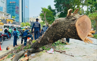 Lo cho mảng xanh thành phố