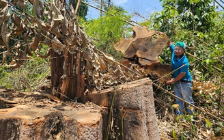 Kon Tum: Làm rõ vụ phá rừng gần trụ sở UBND huyện