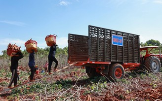Ajinomoto Việt Nam và hành trình làm 'sống dậy' những cánh đồng khoai mì Ajinomoto Việt Nam và hành trình làm 'sống dậy' những cánh đồng khoai mì