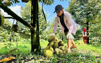 Vì sao sầu riêng Việt chưa được 'mở luồng xanh'?