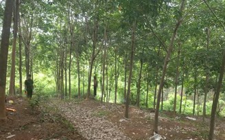 Bình Phước: Phát hiện thi thể người đàn ông treo trên cây
