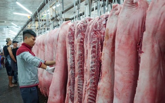 Giá heo hơi hôm nay 8.5.2025: Hạ nhiệt nhờ nguồn cung tăng