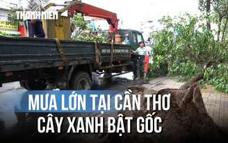 Mưa giông do ảnh hưởng bão số 1, cây xanh bật gốc tại Cần Thơ