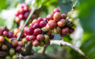 Giá cà phê 'rơi' xuống mức thấp nhất trong năm, vì sao?