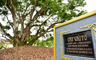 Vải tổ Thanh Hà: Di sản ngọt đậm đất Việt - Độc quyền tại Mena Gourmet