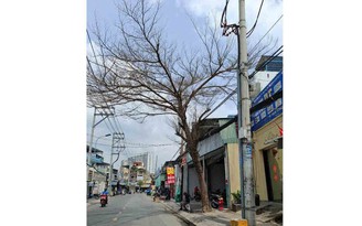 Hai cây chết khô chưa được xử lý