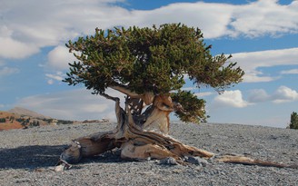 Giải mã dòng cổ thụ lâu đời nhất thế giới