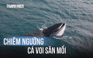 Thích thú hình ảnh cá voi săn mồi ở Quy Nhơn