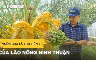 Vườn chà là tuyệt đẹp, thu tiền tỉ mỗi năm của lão nông Ninh Thuận