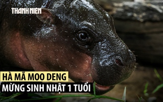 Hà mã lùn Moo Deng đón thôi nôi tưng bừng