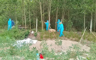 Tiêu hủy heo chết ở Quảng Ngãi: Người dân bức xúc vì bị thu 600.000 đồng/con