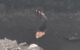 TP.HCM: Người dân tập trung quanh bờ kênh xem lực lượng chức năng tìm bắt cá sấu