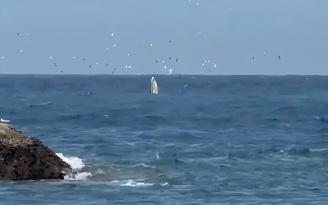 Cá voi bất ngờ xuất hiện săn mồi tại vịnh Nha Trang