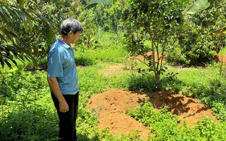 Vụ lợn chết hàng loạt ở TP.Huế: Đã xác định nguyên nhân