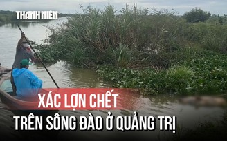 Hàng loạt lợn chết nghi nhiễm dịch trôi dạt trên sông Đào ở Quảng Trị