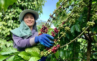Việt Nam lãng phí khi đốt bỏ nguyên liệu sản xuất than sinh học