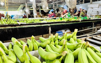 Chuối Việt Nam mở rộng ở thị trường Nhật Bản, sau khi đứng số 1 Trung Quốc