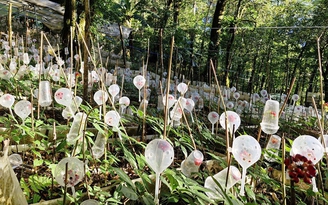 Tỉ phú sâm Ngọc Linh méo mặt vì… 'chuột quý tộc'