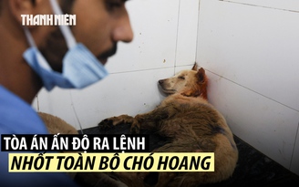 Tòa án Ấn Độ ra lệnh dẹp chó hoang vì bệnh dại tăng