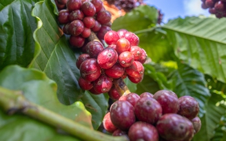 Giá cà phê tăng dựng đứng, vì sao?