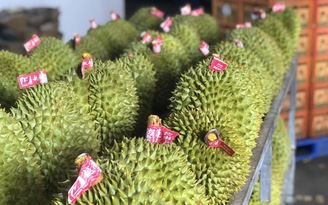 Sầu riêng vẫn 'níu chân' rau quả tăng tốc