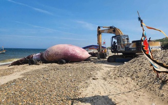 Cá Ông nặng 8 tấn lụy ở vùng biển Lâm Đồng