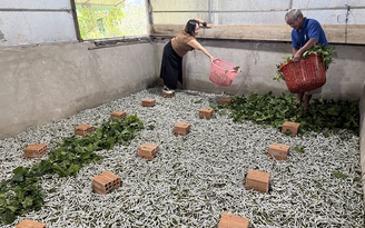 Tín hiệu vui từ xứ tơ tằm Bảo Lộc