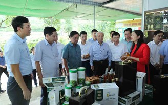 'Cởi trói' cho sâm Việt: Dưới tán lá rừng, một tương lai xanh đang hé mở