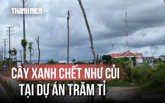 Hàng loạt cây xanh tại dự án đường hơn 370 tỉ đồng chết như củi khô