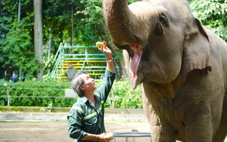 'Lão bà' voi Chuông 67 tuổi ở Thảo Cầm Viên: 40 năm gắn bó cùng quản tượng