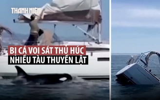 Bất ngờ cá voi sát thủ húc nhiều tàu thuyền ngoài khơi Bồ Đào Nha