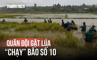 Hối hả 'chạy' bão số 10: Quân đội dầm mưa gặt lúa giúp dân, kêu gọi tàu vào neo đậu