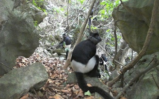 Những khoảnh khắc hiếm về voọc mông trắng cực kỳ nguy cấp ở Ninh Bình