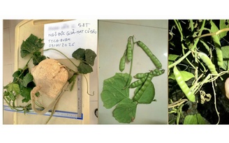 Ngộ độc nặng do ăn hạt của một loại thực phẩm phổ biến