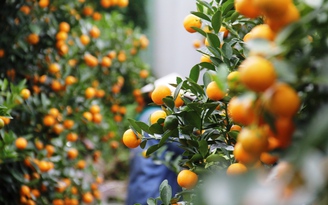 Thủ phủ quất cảnh miền Trung: Thời tiết thất thường, nhà vườn 'nín thở' chờ tết