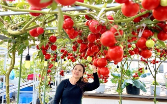 Một hạt giống 24.000 đồng: Giàn cà chua bạch tuộc đỏ rực sân thượng ở TP.HCM