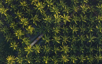 15.000 ha dừa hữu cơ: Betrimex và cách giải bài toán khó của ngành dừa toàn cầu