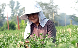 Làng hoa lớn nhất TP.HCM 'chạy nước rút' cho Tết Bính Ngọ 2026