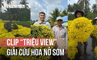 Hoa nở sớm, người trồng rơi nước mắt: Clip 'triệu view' cứu vườn hoa Chợ Lách