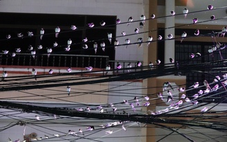 Hy hữu ở miền Tây: Hàng ngàn con chim én kéo về, người Cần Thơ chật vật